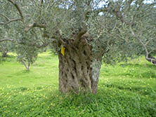 2000 Jahre alter gesunder Olivenbaum