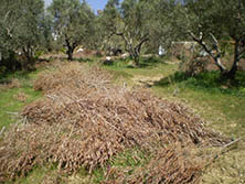 Olivenzweige vor dem Verbrennen, die übliche Art der Entsorgung im gesamten Mittelmeerraum