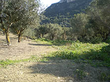 grüne Olivenzweige vor dem Verbrennen