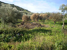 Verbrennungsplatz, versengte Bäume, Waldbrandgefahr